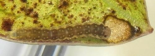 Réf. 226 597 : Bucculatrix alaternella